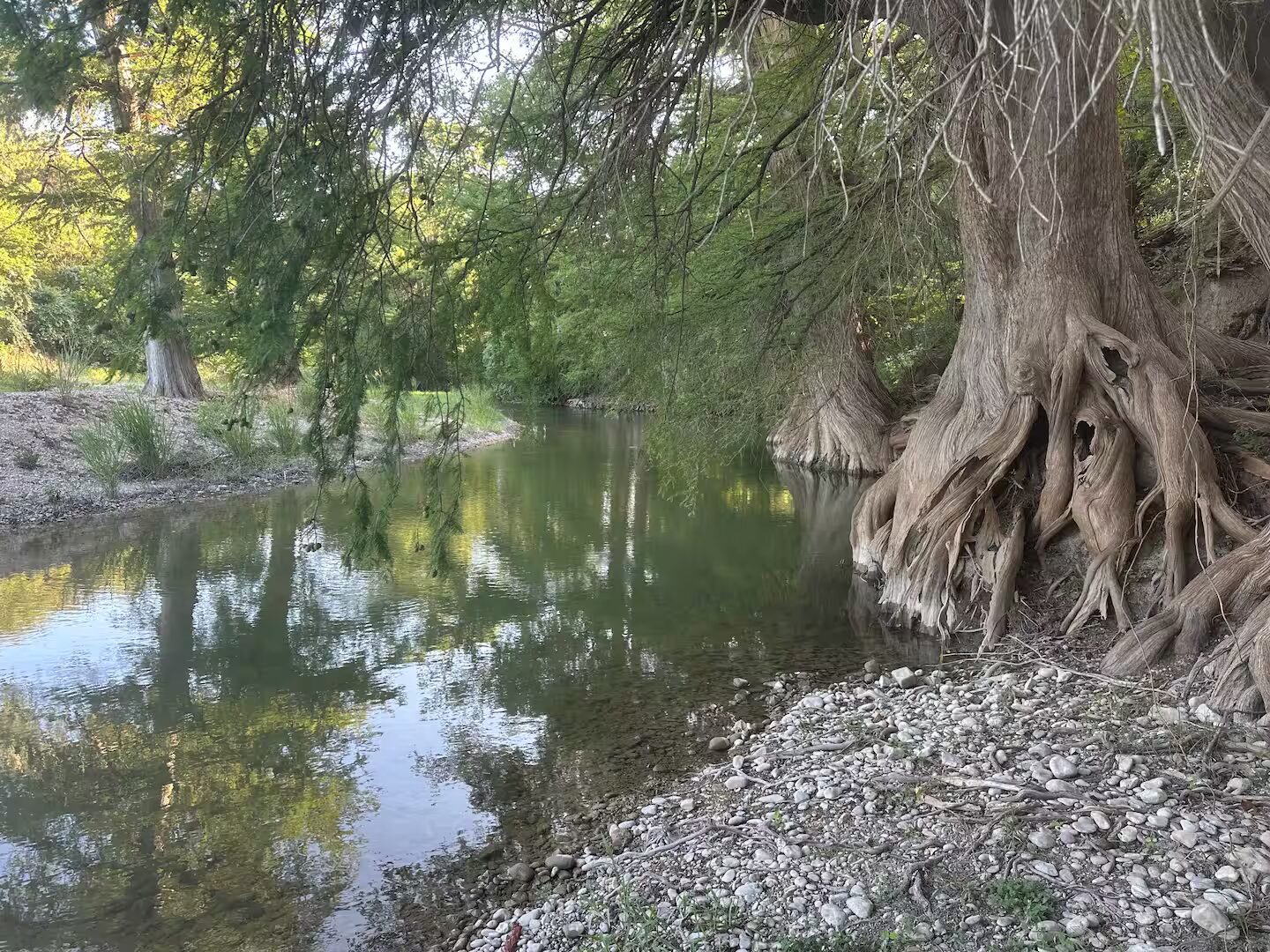 An old cypress tree with exposed roots along the Guadalupe River